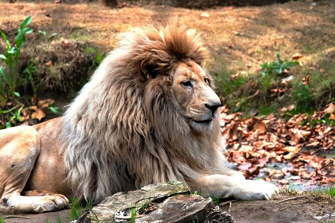 Safari Park, Wild Experience - FAQ: Your Practical Questions Answered