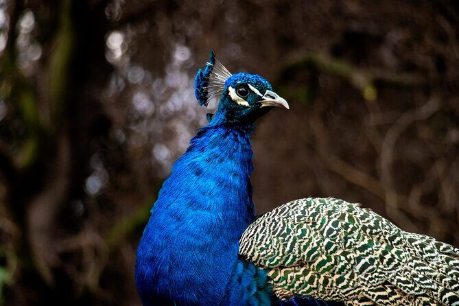 Safari Park, Wild Experience - Who Is This Tour Best For?