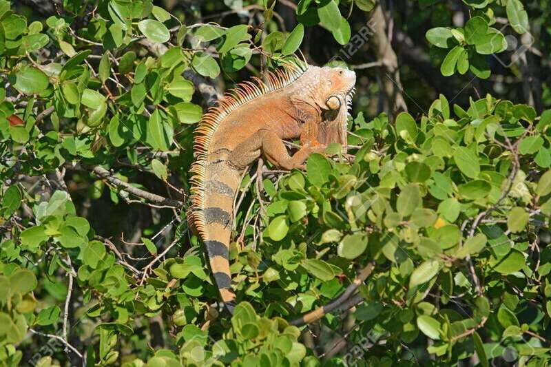 SAFARI THROUGH THE MANGROVES IN VENTANILLA OAXACA - What Travelers Are Saying