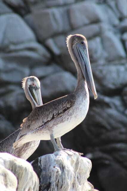 SAFARI THROUGH THE MANGROVES IN VENTANILLA OAXACA - FAQ