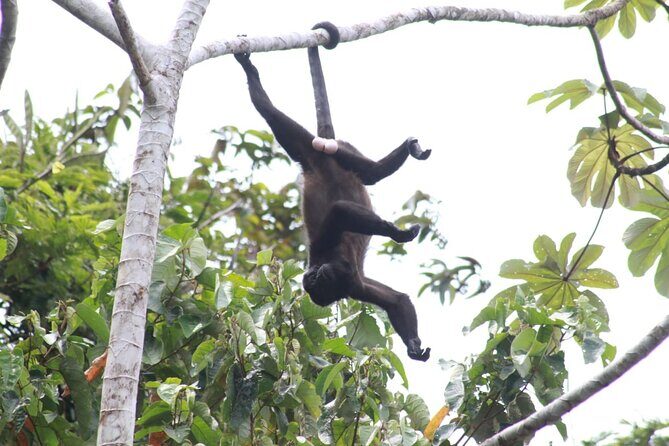 Safari Tour along the Peñas Blancas River - Key Points