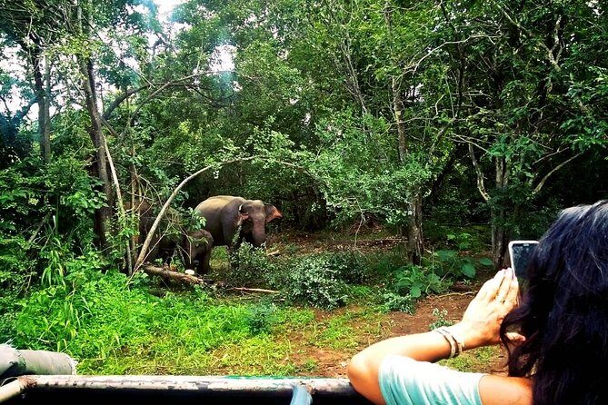 Safari Tour at Minneriya National Park - Considerations and Tips