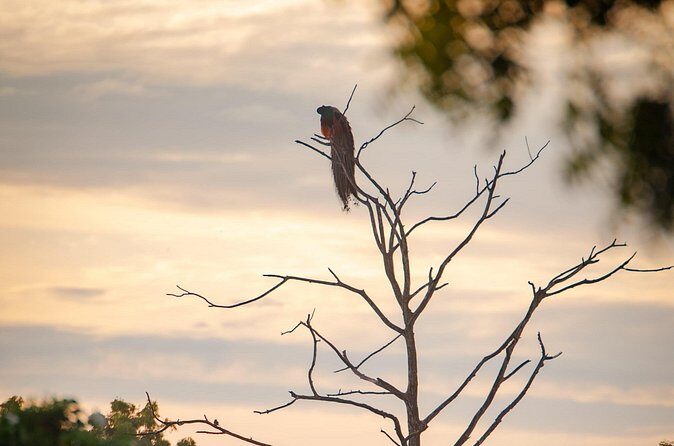 Safari tours in Udawalawa - Who Should Consider This Tour?