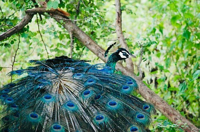 Safari tours in Udawalawa - Frequently Asked Questions