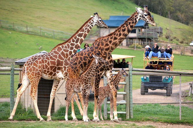Safari West Sonoma Adventure Tour - Safari West Sonoma Adventure Tour: A Wild Escape in California’s Wine Country