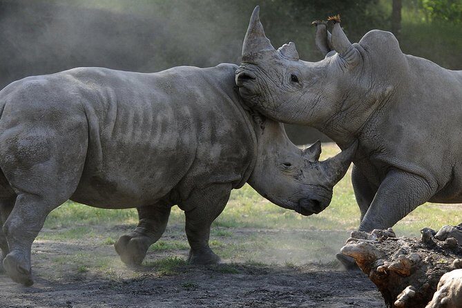 Safari West Sonoma Adventure Tour - The Sum Up