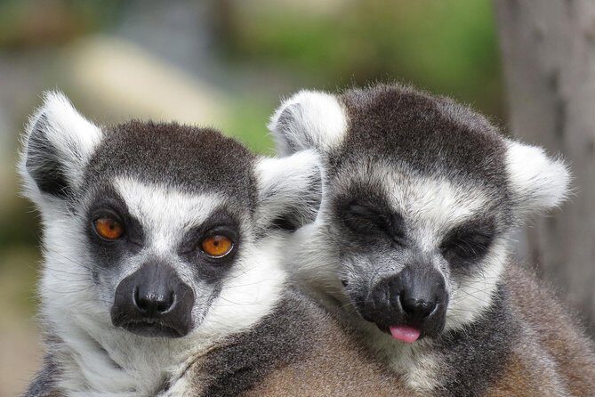 Safari West Sonoma Adventure Tour - FAQ