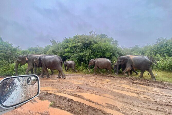Safari with Sheran Udawalawe National Park - FAQ
