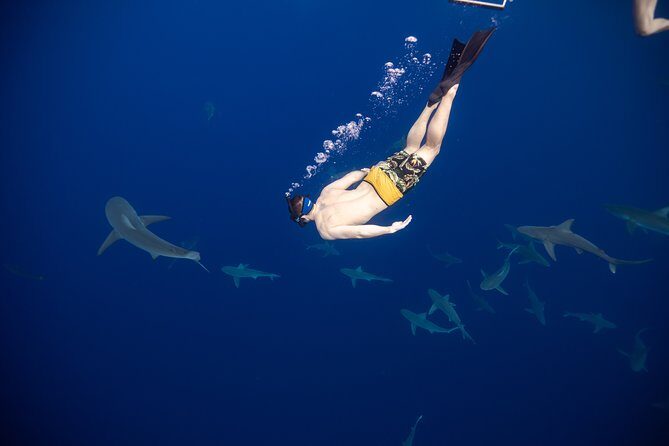 Safe and Educational Shark Dive from Haleiwa: Sharks Guaranteed - A Deep Dive into the Experience