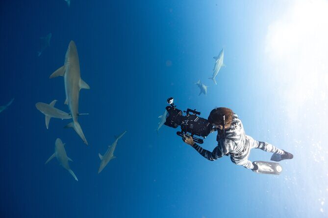 Safe and Educational Shark Dive from Haleiwa: Sharks Guaranteed - Final Thoughts