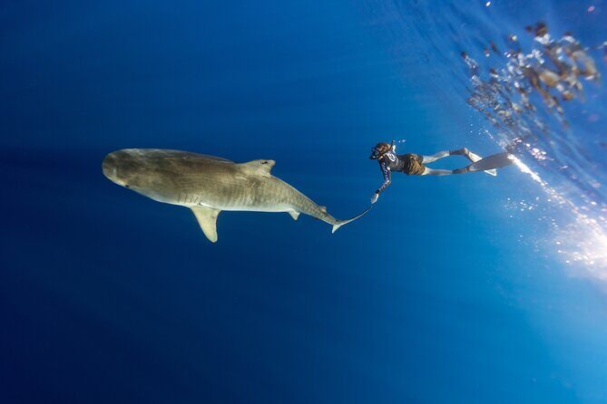 Safe and Educational Shark Dive from Haleiwa: Sharks Guaranteed - FAQ