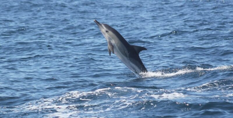 Sagres: Dolphin Watching Tour - What to Expect During the Tour