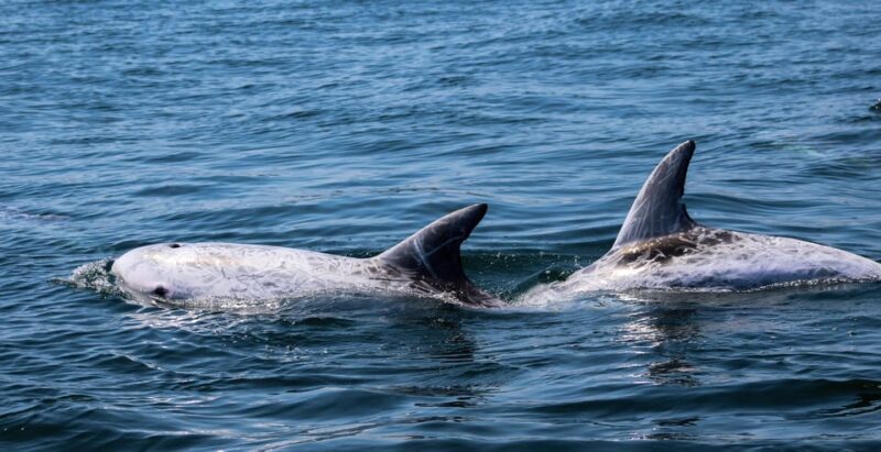 Sagres: Dolphin Watching Tour - The Departure and Briefing