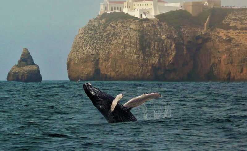 Sagres Wildlife Adventure: Dolphin and Whale Watching Tour - Final Thoughts