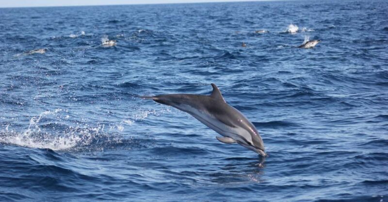 Sagres: Wildlife Tour Dolphins and Caves - An Authentic Marine Adventure in Sagres
