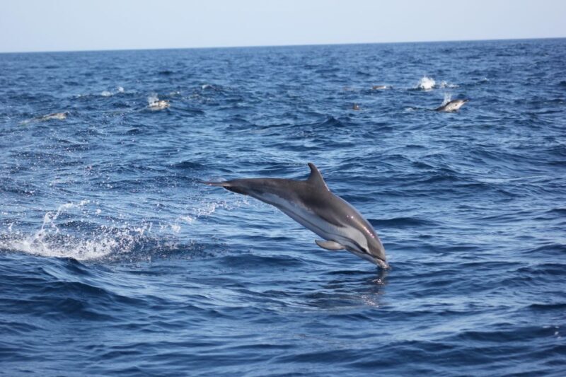 Sagres: Wildlife Tour Dolphins and Caves - The All-Inclusive Experience & Practical Details