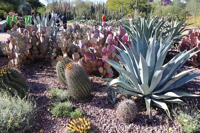 Saguaro National Park Self-Guided Driving Audio Tour - Authentic Experiences and Practical Tips