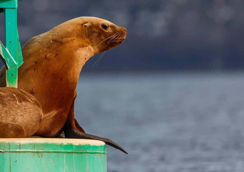 Sail Bainbridge Island & Seattle Waters - Classic Sailboat - A Detailed Review of Sail Bainbridge Island & Seattle Waters - Classic Sailboat