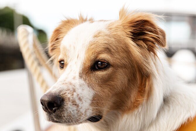 Sail Portland Maine's Lighthouse Cruise - Portland Head Light