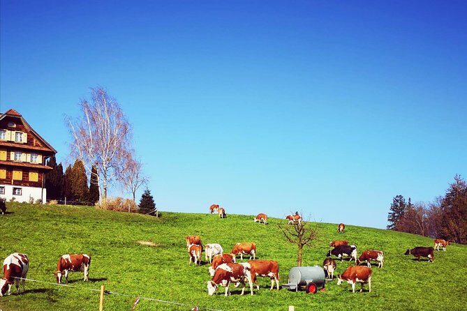 Sail to Basel and then explore either Bern, Luzern, Zurich or the Swiss Alps. - Who Will Love This Tour?