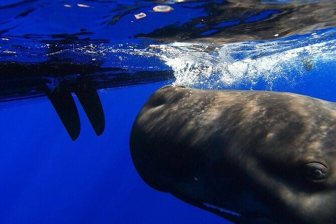 Sailing Alaska's Inside Passage 4 Day Private Tour - FAQ