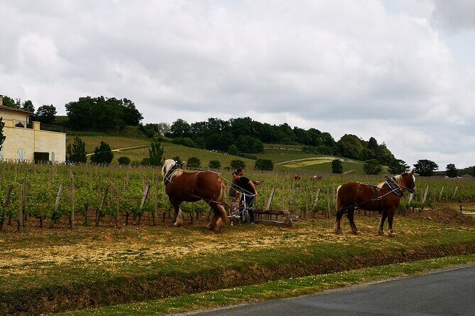 Saint Emilion Half-Day Trip with Wine Tasting & Winery Visit from Bordeaux - In-Depth Review: What’s Included and What You Can Expect