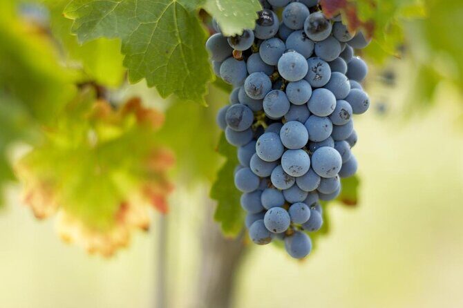 Saint-Emilion Small-Group Electric Bike Wine Tour Tastings & Lunch from Bordeaux - Who Would Enjoy This Tour?