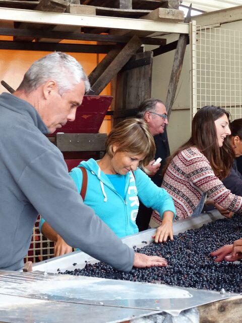 Saint-Emilion : Tasting of 4 wines in a family vineyard - Who Should Book This Tour?