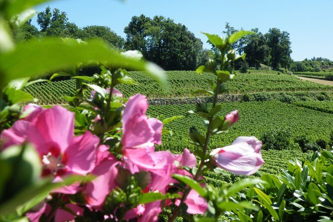 Saint Emilion Wine Tour Tasting Half Day from Bordeaux - FAQs