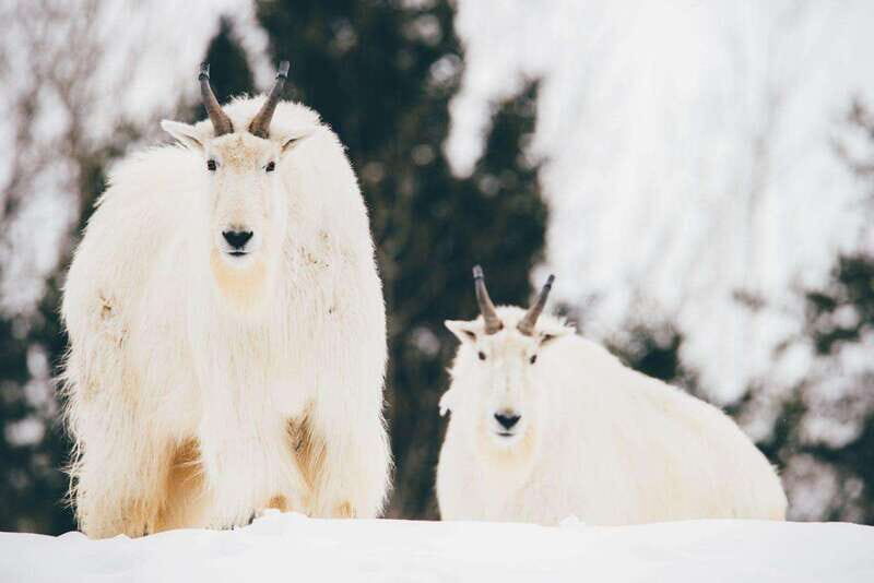 Saint Felicien: Admission to Zoo Sauvage - Discover Wildlife in the Heart of Quebec: Saint-Félicien’s Zoo Sauvage