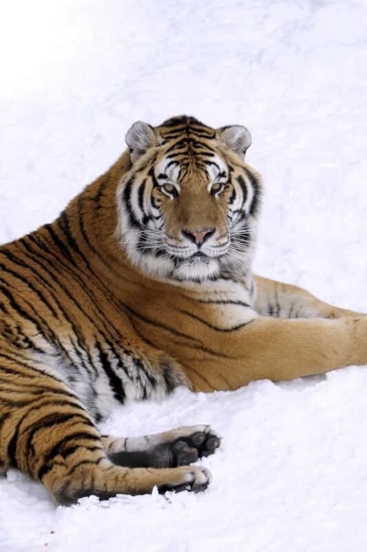 Saint-Félicien Wild Zoo: Winter 2025-2026 Daily Ticket - Exploring Saint-Félicien Wild Zoo: A Deep Dive