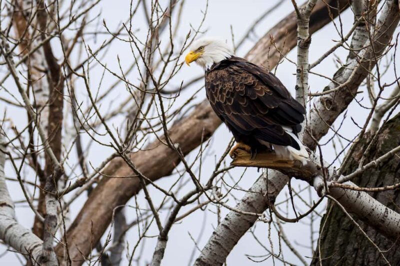 Saint Joseph: Missouri Eagle Waterfowl Photography Tour - A Closer Look at the Experience