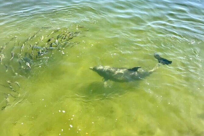 Saint Petersburg Eco Segway Tour - FAQs