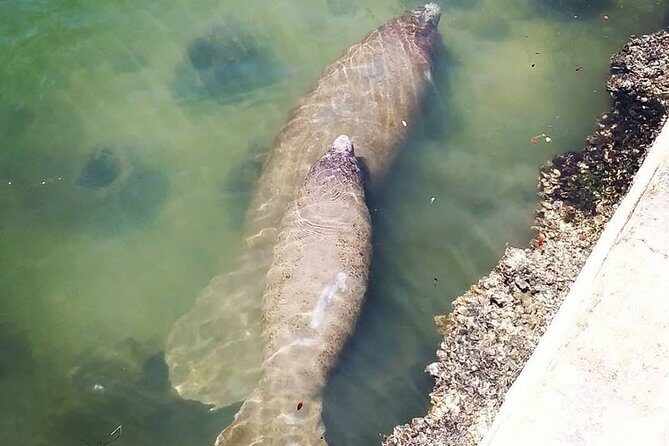 Saint Petersburg Scenic Segway Tour - Exploring the St. Petersburg Segway Experience in Depth