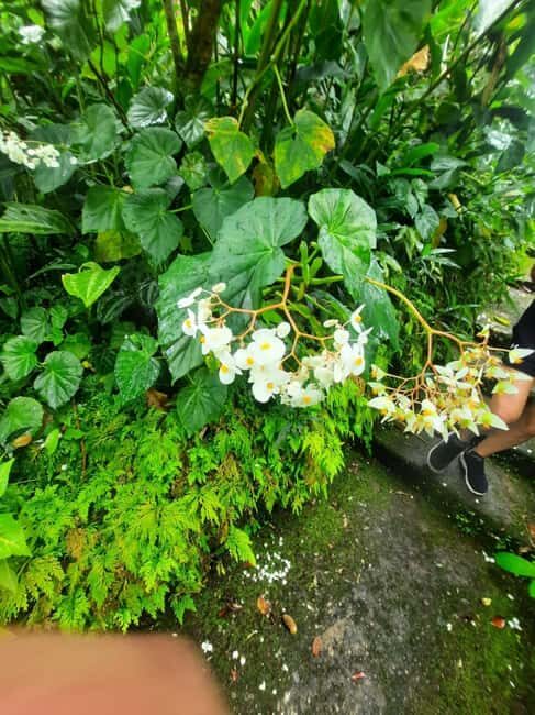 Saint Vincent: Caribbean Odyssey Tour - FAQs