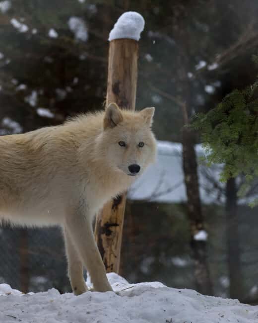 Sainte-Apolline-de-Patton: Guided Wolf Sanctuary Tour - Exploring the LUPO Wolf Sanctuary: A Detailed Review