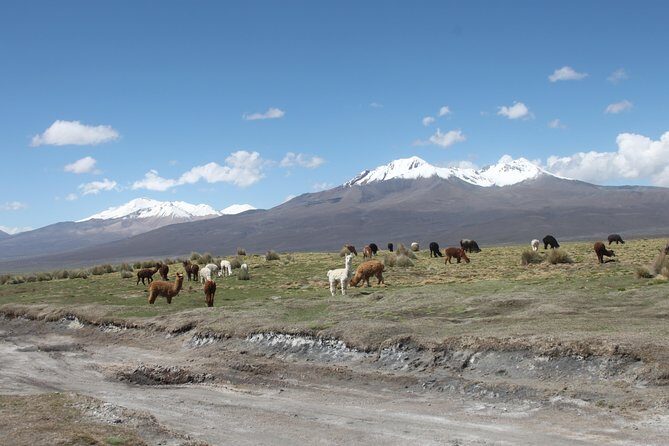 Sajama National Park 3D/2N - An In-Depth Look at the Sajama National Park 3D/2N Tour