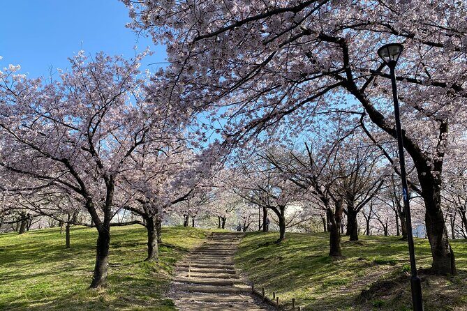 Sakura Picnic "Hanami" in Osaka - Spring Only - The Sum Up