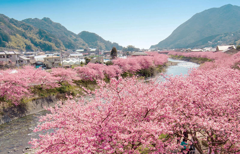 Sakura Season Small Group Tour of 9: Izu Cherry Blossom Viewing and Seaside Day Trip | Kawazu Cherry Blossom Festival & Izu Seaside Train & Jogasaki Coast | Chinese Service | Round-trip from Tokyo with Optional Hotel Transfer - Kawazu’s Early Blossoms Set the Tone