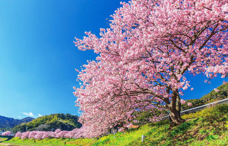 Sakura Season Small Group Tour of 9: Izu Cherry Blossom Viewing and Seaside Day Trip | Kawazu Cherry Blossom Festival & Izu Seaside Train & Jogasaki Coast | Chinese Service | Round-trip from Tokyo with Optional Hotel Transfer - A Long Day Made Easier by a Small Van