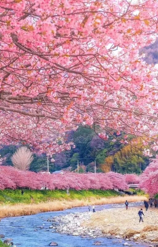 Sakura Season Small Group Tour of 9: Izu Cherry Blossom Viewing and Seaside Day Trip | Kawazu Cherry Blossom Festival & Izu Seaside Train & Jogasaki Coast | Chinese Service | Round-trip from Tokyo with Optional Hotel Transfer - What the Price Includes, and What It Does Not