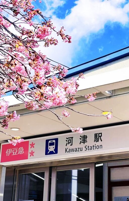 Sakura Season Small Group Tour of 9: Izu Cherry Blossom Viewing and Seaside Day Trip | Kawazu Cherry Blossom Festival & Izu Seaside Train & Jogasaki Coast | Chinese Service | Round-trip from Tokyo with Optional Hotel Transfer - Blossom Timing, Weather and the Main Risks