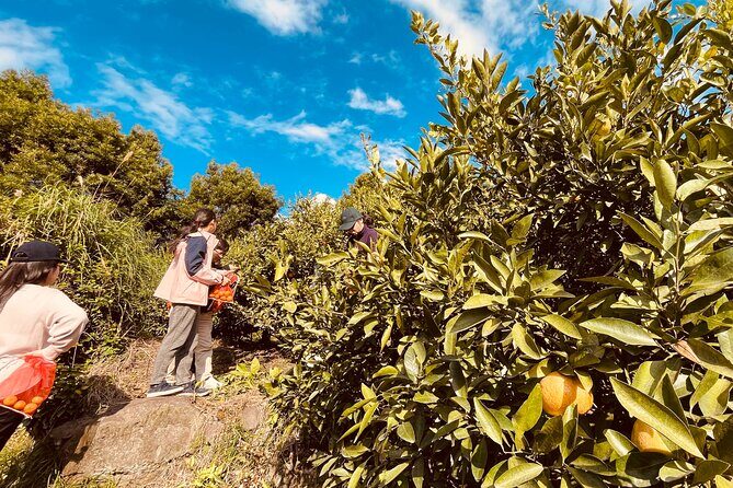 Sakurajima Blessings of the Earth Ride - Who Should Consider This Tour?