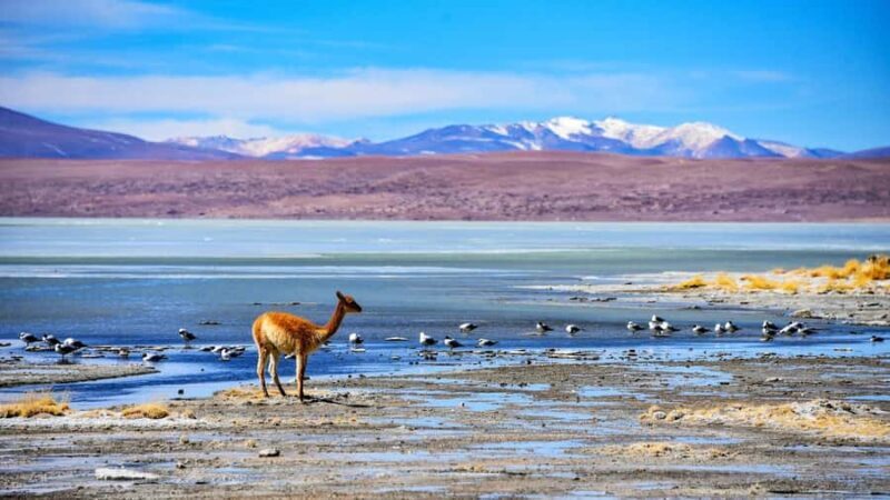 SALAR DE UYUNI EXPRESS ROUND TRIP 2 NIGHTS 3 DAYS - Who Will Love This Tour?