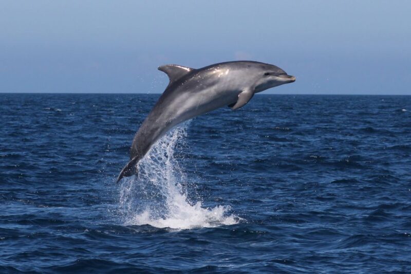 Salema: Dolphin Watching - Salema: Dolphin Watching — A closer look at the Algarves marine life