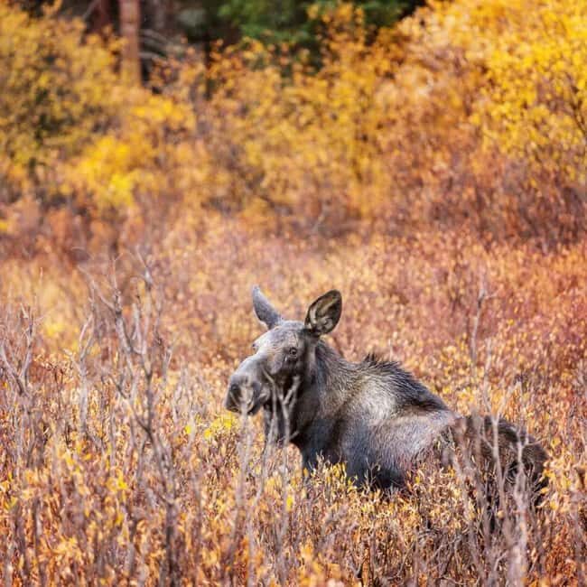 Sälen: Evening Moose Safari in the Forests - In-Depth Look at the Experience