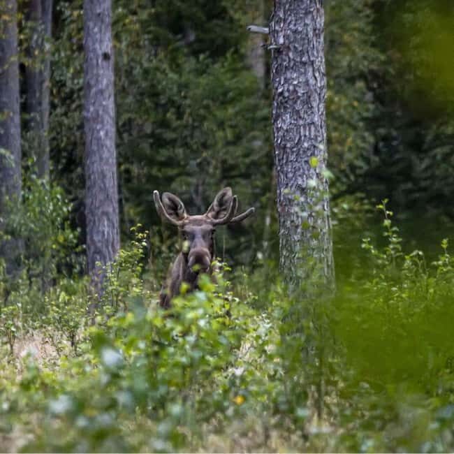 Sälen: Evening Moose Safari in the Forests - Frequently Asked Questions (FAQs)