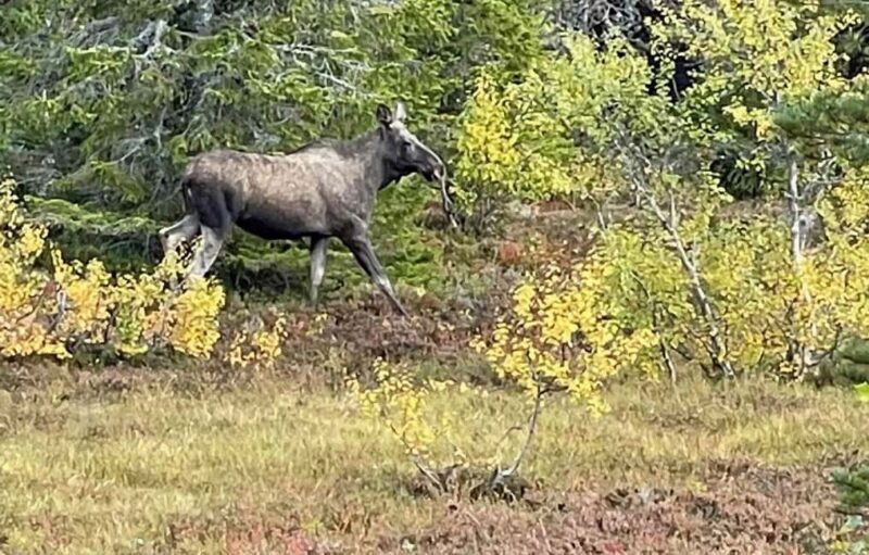 Sälen: Evening Moose Safari in the Forests - Final Thoughts