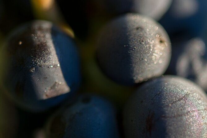 Salentein Wine Tour at the Heart of Uco Valley - Who Will Love This Tour?