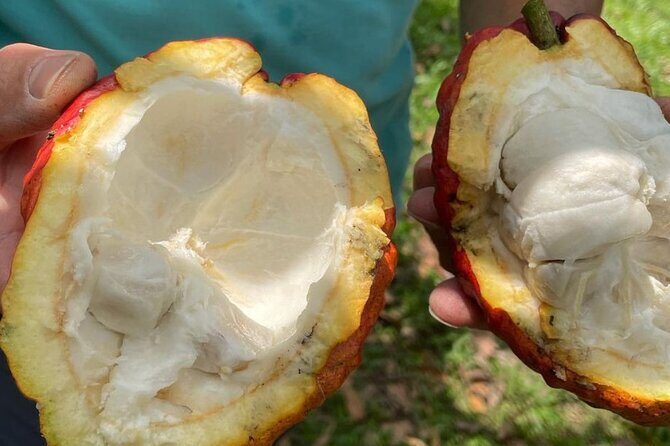 Salento, Cocora and Cacao (chocolate) Tour from Pereira/Armenia - Key Points